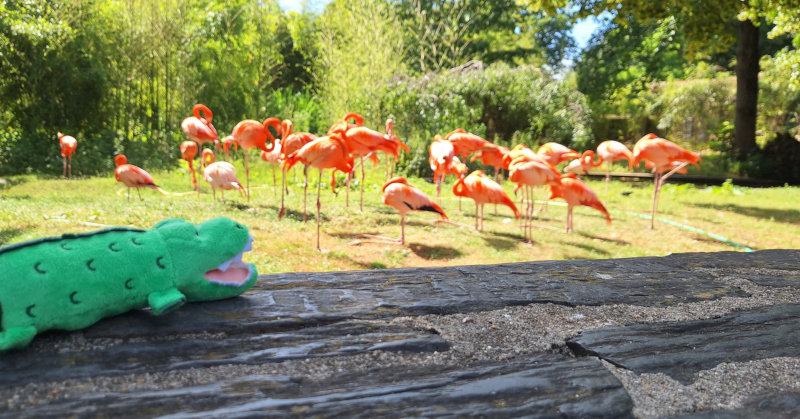 creche-parentale-Les-Crocos-Paris-12-crocodile-vert-peluche-flamants-roses-zoo-Vincennes-croco-challenge-2025-05-29