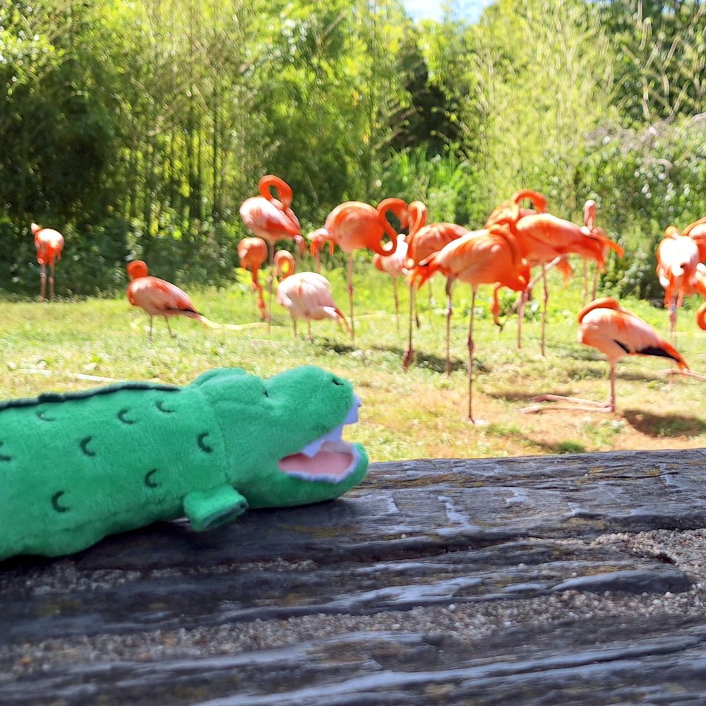 Peluche verte en forme de crocodile, posée sur un tronc d'arbre, devant des flamands roses dans l'herbe du  Zoo de Vincennes, pour le croco challenge de la crèche Les Crocos, Paris 12, 75012, 2025-05